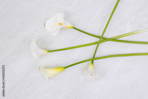 White calla flowers arranged on the grey marble background