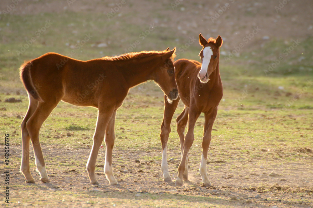 Turkey-Malatya 2017; In Sultansuyu Hara, Safkan Arab race horse is bred for World Equestrian sport. Turkey-Malatya 2017; In Sultansuyu Hara, Safkan Arab race horse is bred for World Equestrian sport.