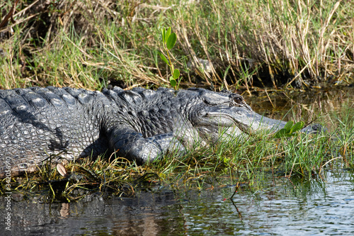American alligator with gray skin and raised ridges on its back appears to smile as it rests at the edge of a Florida marsh. © Dossy