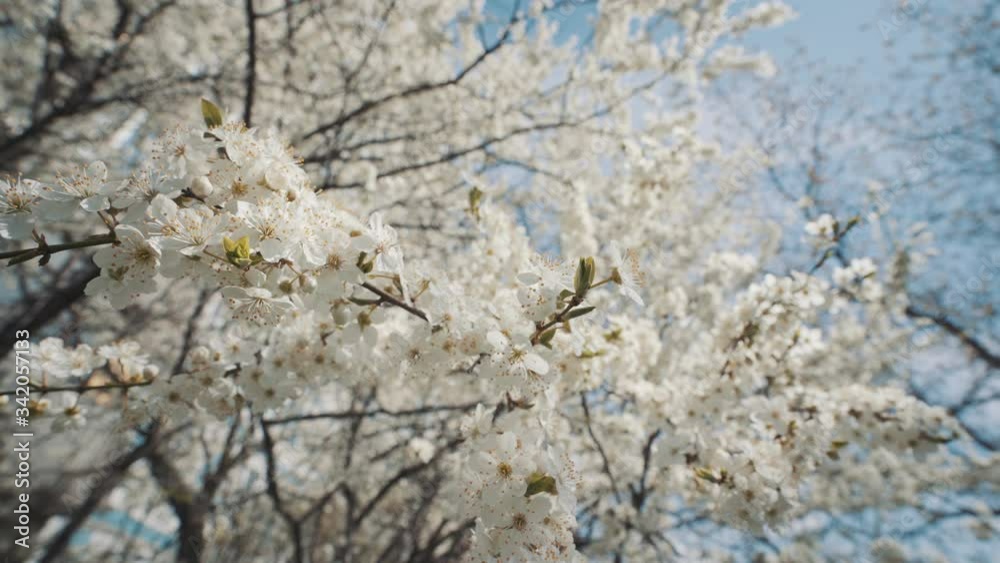 the cherry tree bloomed in spring the cherry tree bloomed in spring