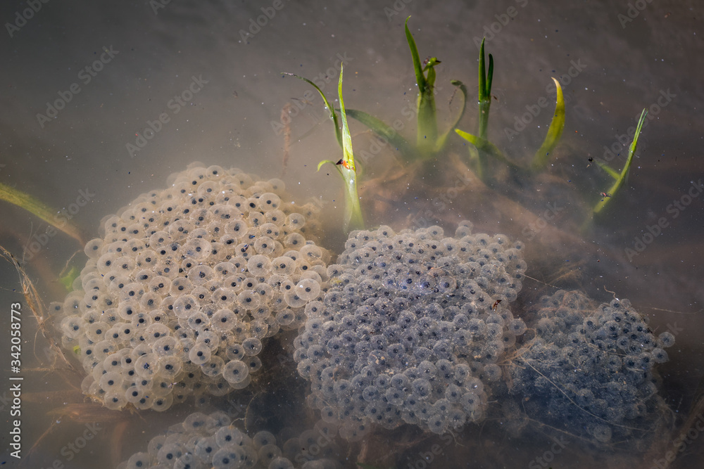 Frog spawn, eggs on the water