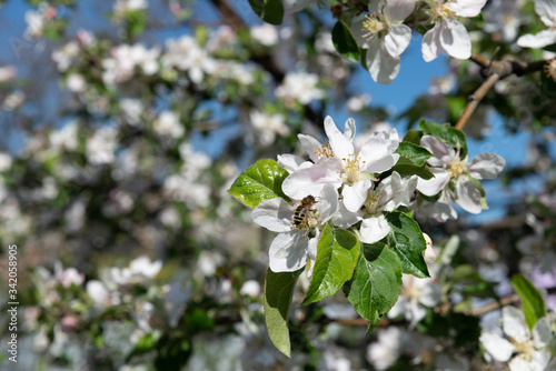 flowering branches of apple trees against a blue sky © akisha