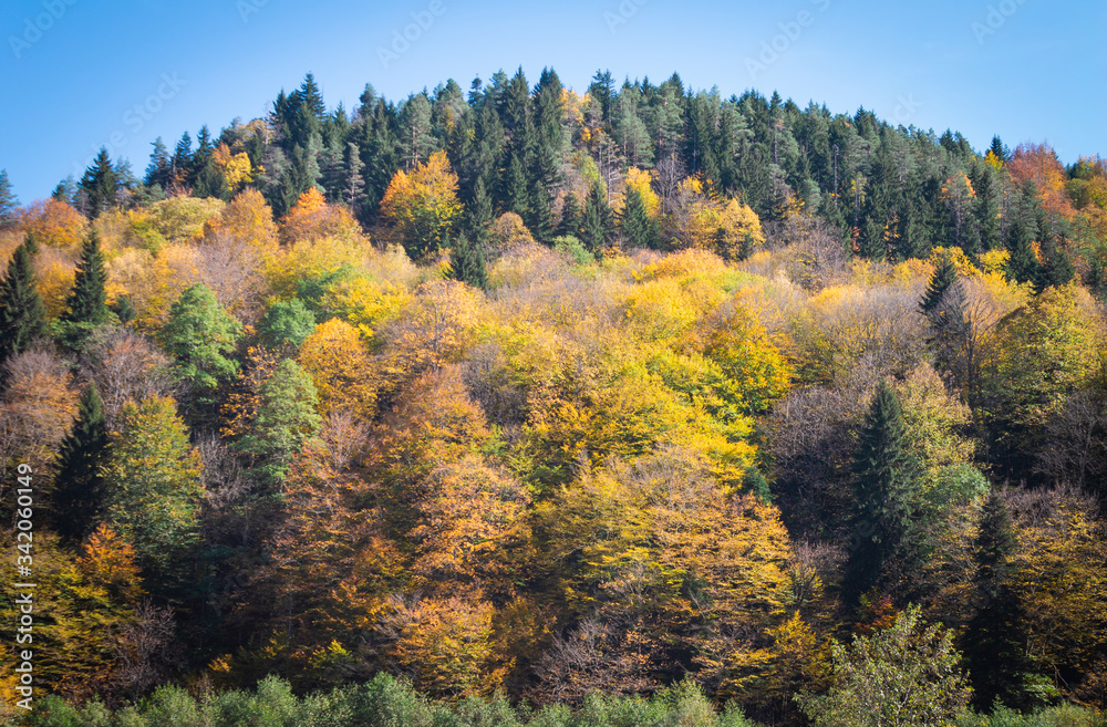 Autumn in the mountains. Colorful trees. Autumn beauty. Mountain View.