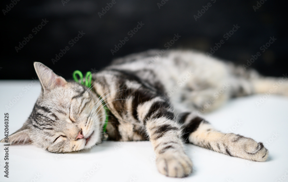 American male cat is sleepy on a white table.
