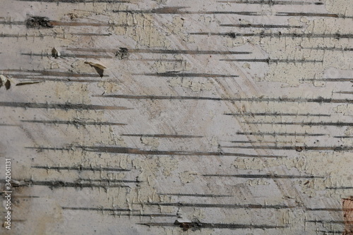 Bilde på lerret Black-white striped and cracked natural texture of russian birch bark