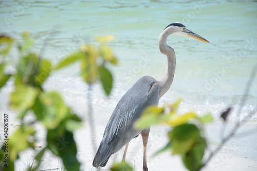 FORT MYERS BEACH, FLORIDA, USA - APRIL 7, 2018: Great Blue Heron on the beach at Lovers Key State Park