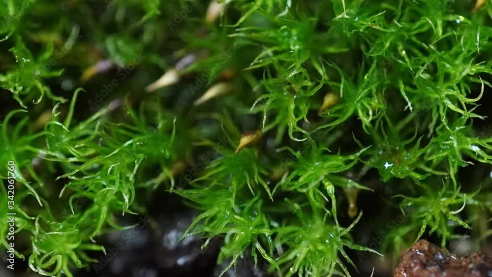 Time-lapse movie of spraying moss