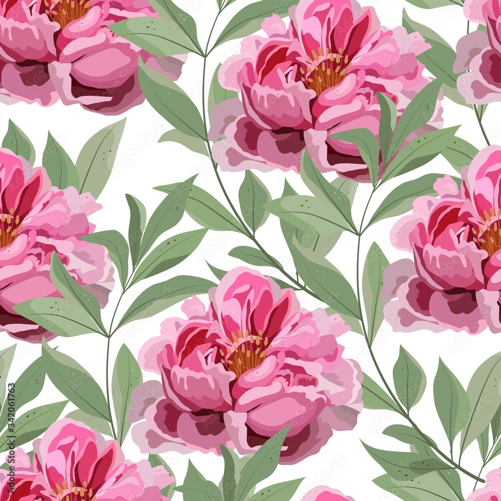 Large pink peonies flowers with graceful green leaves on a white ...