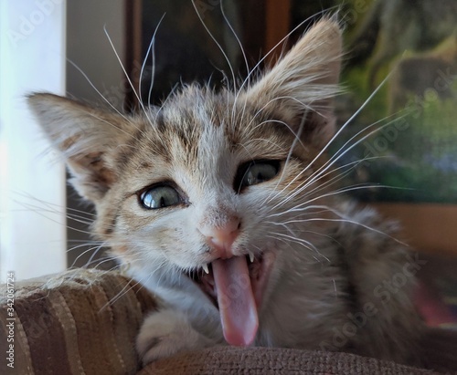 котёнок зевает