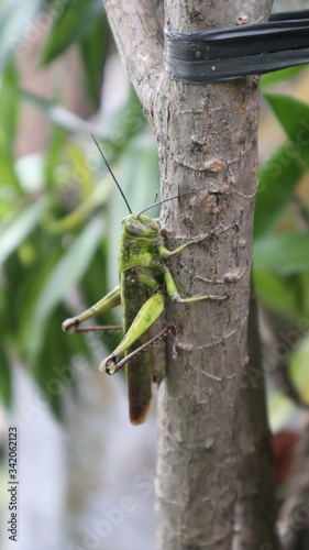 Green grasshopper/locust climbing on tree © Ari