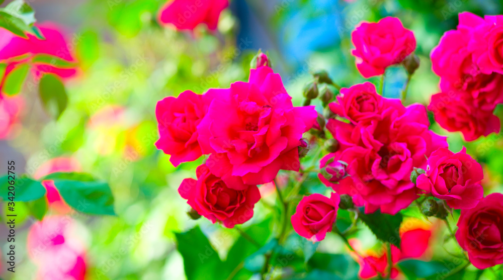 Pink Rose flower with raindrops on background pink roses flowers. Nature Pink Rose flower with raindrops on background pink roses flowers. Nature
