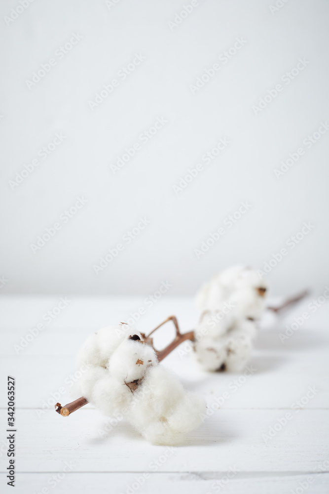 Beautiful white cotton flowers. Beautiful white cotton flowers.