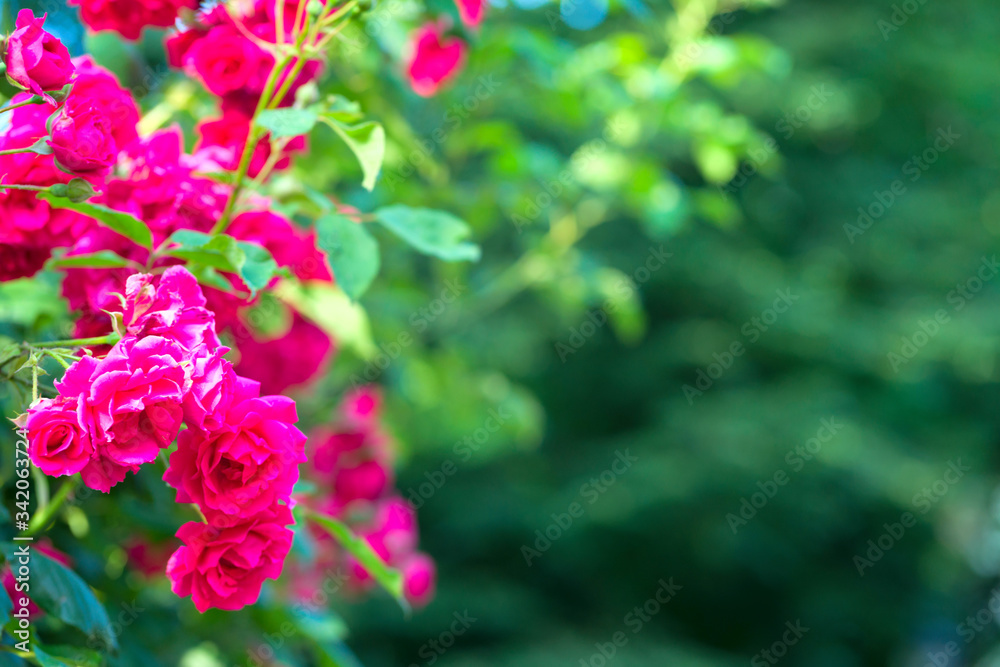 Pink Rose flower with raindrops on background pink roses flowers. Nature