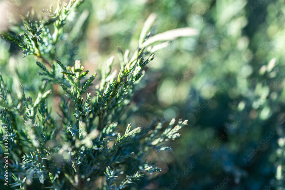 Young juniper in the sun