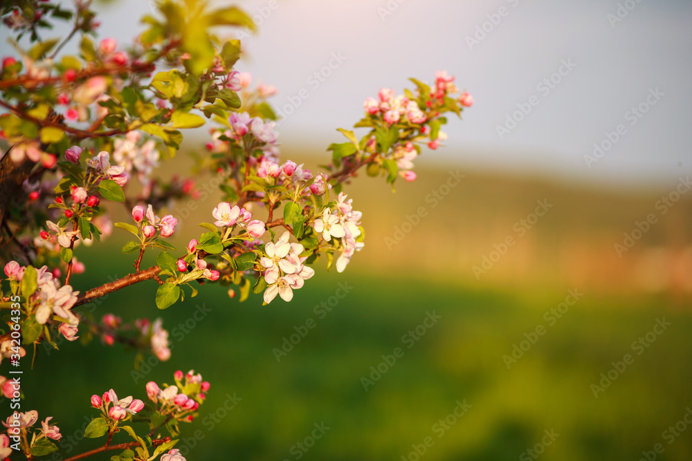 Blooming flowers on fruit trees blooming springtime in garden
