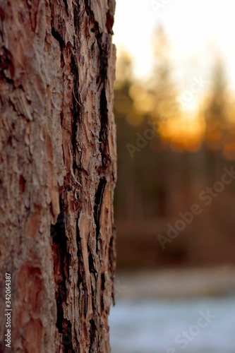 Close-up view of tree bark with sunlit forest in the background