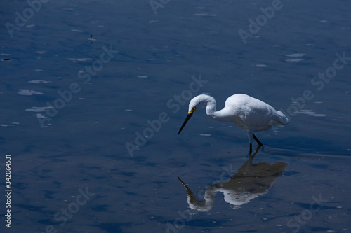 Fishing in the Caribbean Sea with the heron friend, who guides us in art. photo