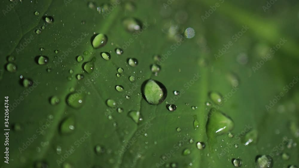 Macro shot of green leaves with drops of dew water over. Autumn concept, forest, trees, forest, rain, freshness
Macro shot of green leaves with drops of dew water over. Autumn concept, forest, trees, forest, rain, freshness