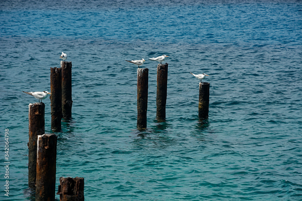 Seagulls at the bases of the old port on a coast of the Island of San Andrés, Colombia.