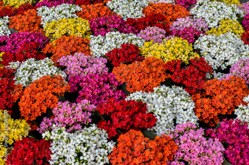 Parque floral de Keukenhof (Lisse, Holanda Meridional, Países Bajos) / Bloemenpark Keukenhof (Lisse, Zuid-Holland, Nederland) Flores de varios colores