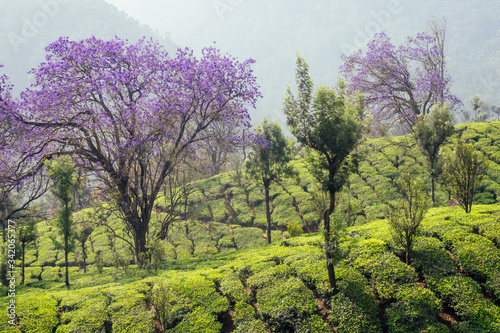indian tea plantations and leafs in India Kerala Munnar