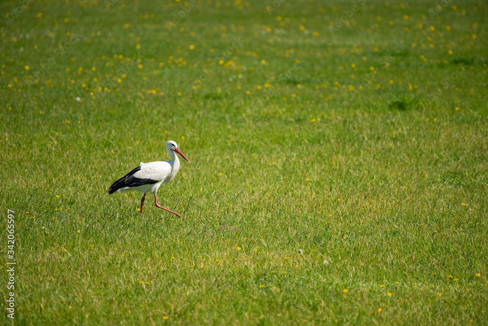Fototapeta premium Storch