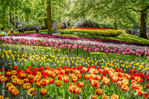 Parque floral de Keukenhof (Lisse, Holanda Meridional, Países Bajos) / Bloemenpark Keukenhof (Lisse, Zuid-Holland, Nederland) Campo lleno de flores de varios colores en un bosque