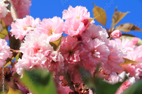 Εκτύπωση καμβά Cerisier du Japon en fleurs