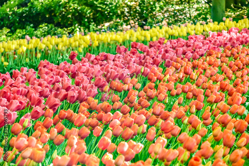 Parque floral de Keukenhof (Lisse, Holanda Meridional, Países Bajos) / Bloemenpark Keukenhof (Lisse, Zuid-Holland, Nederland) Campo con flores de varios colores photo