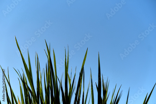 green grass close-up against a clear blue sky