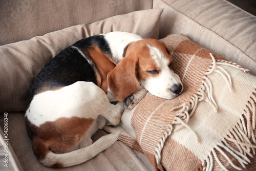 sleeping beagle in chair with plaid
