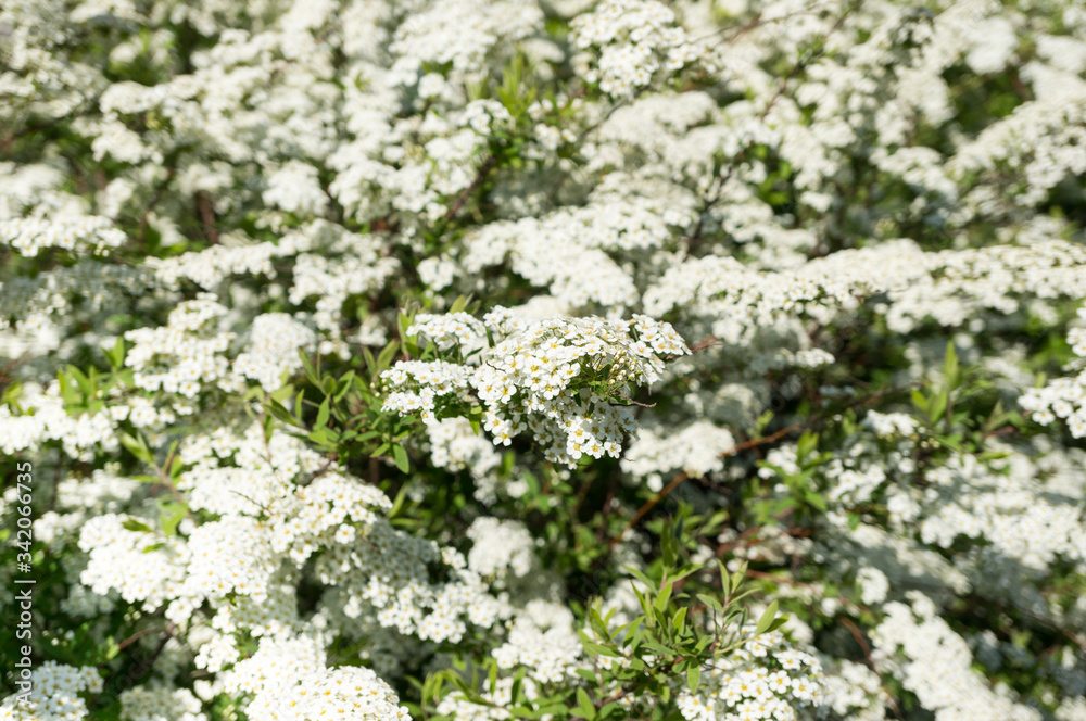 Blooming Spirea. Spiraea hypericifolia. Many white spirea flowers form a magnificent spring background. Blooming Spirea. Spiraea hypericifolia. Many white spirea flowers form a magnificent spring background.