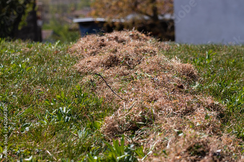 Fotografía Heap of dry grass, collected by the gardener with Thatch Rakes in the beginning of the spring, with new green grass on the bottom, to keep his lawn in good condition