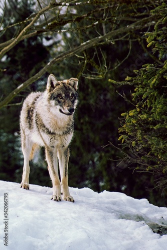 Wolf in the winter forest  © Manfred