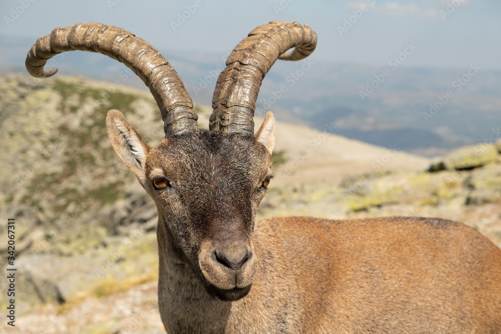 Retrato de un macho de cabra montés (Capra pyrenaica victoriae) en el Parque Regional de la Sierra de Gredos.