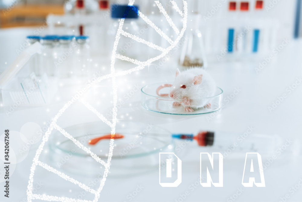 selective focus of white mouse near syringe, petri dish with blood sample and containers with medicines, dna illustration