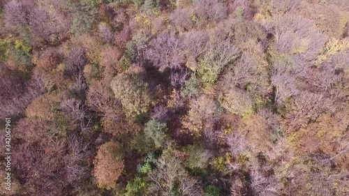 Forest seamless pattern. View from above