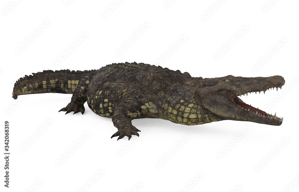 Naklejka premium Crocodile Isolated