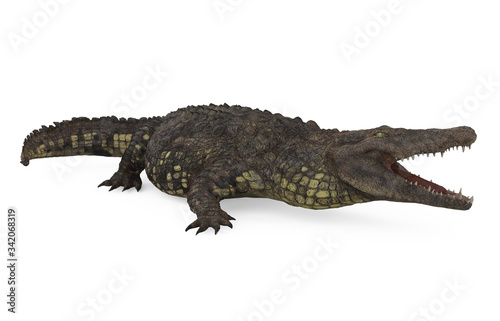 Crocodile Isolated