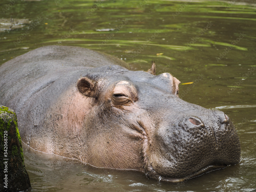smiling hippopotamus at safari park indonesia