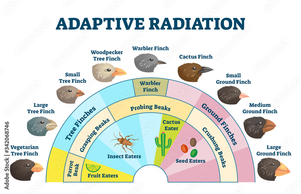 Adaptive Radiation Vector Illustration Labeled Birds Diet Evolution 