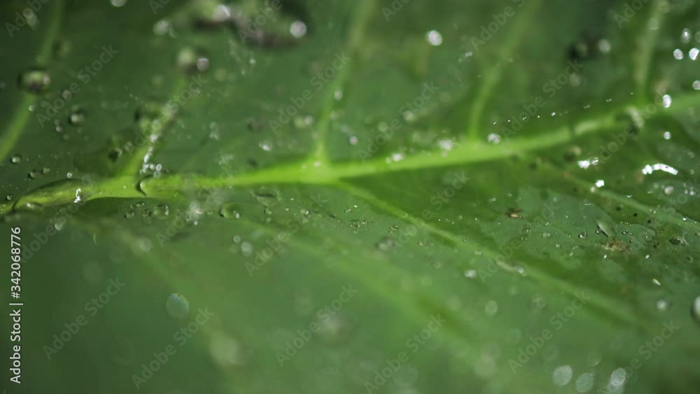 Macro shot of green leaves with drops of dew water over. Autumn concept, forest, trees, forest, rain, freshness
Macro shot of green leaves with drops of dew water over. Autumn concept, forest, trees, forest, rain, freshness