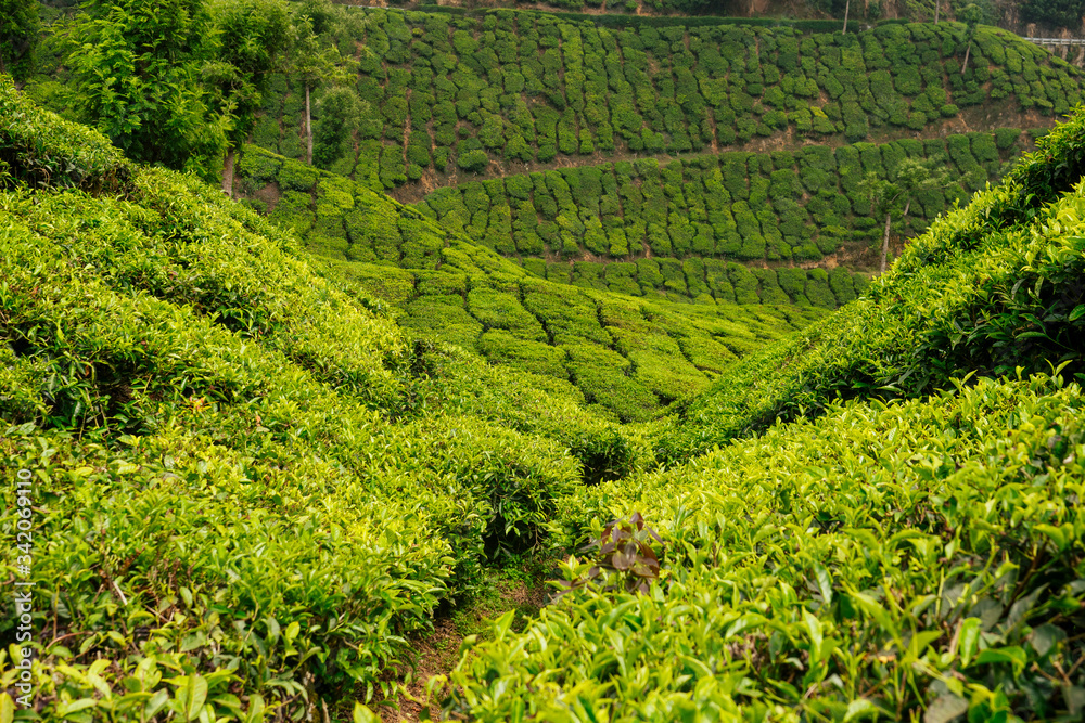 big and sun green plantation of tea in India .