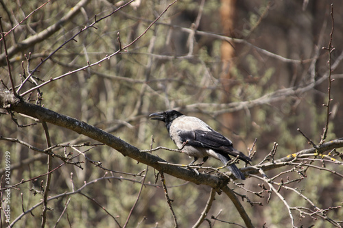 Crow sitting on a tree branch with young spring foliage in sunny weather Moscow region © Natalya