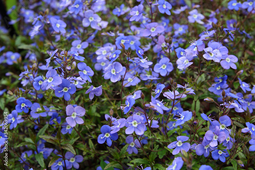  Flowers in the spring garden