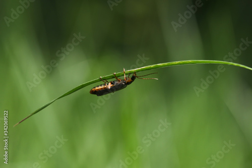 Beetle Cantharis on a blade of grass upside down in sunny weather Moscow region