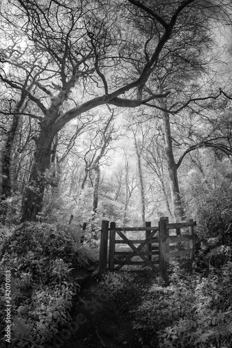 infrared woodland between st clement and malpas cornwall england uk  photo