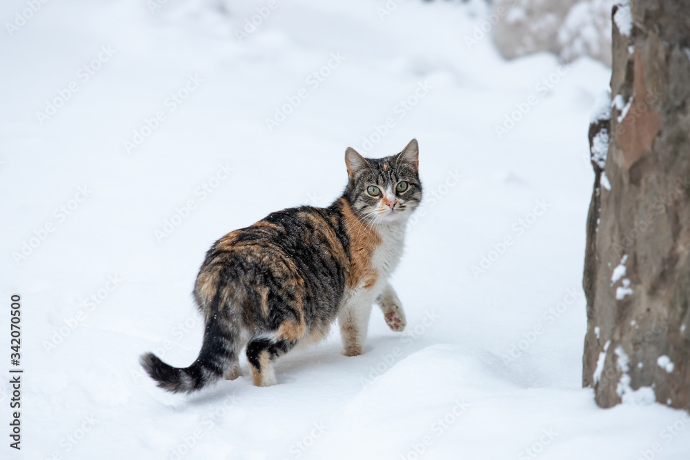 funny striped cat walks in the snow on a winter day. pet went hunting in cold weather funny striped cat walks in the snow on a winter day. pet went hunting in cold weather