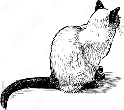 Hand drawing of sitting domestic thai cat