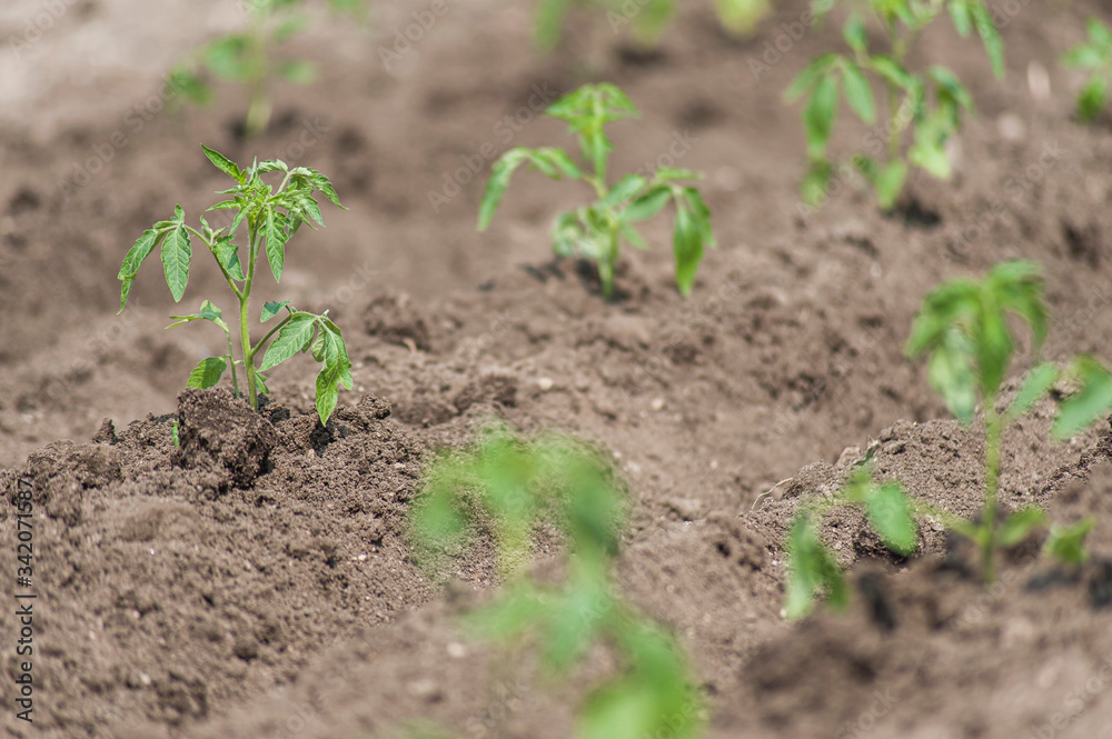 Young tomato plants in the garden Young tomato plants in the garden